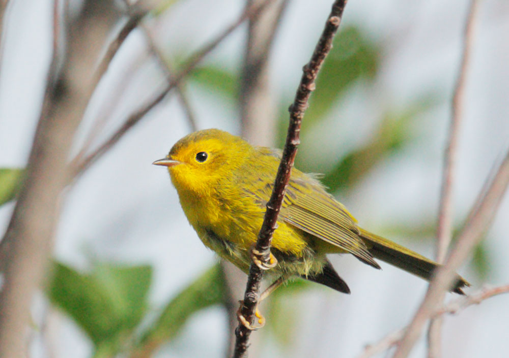 Wilson's Warbler