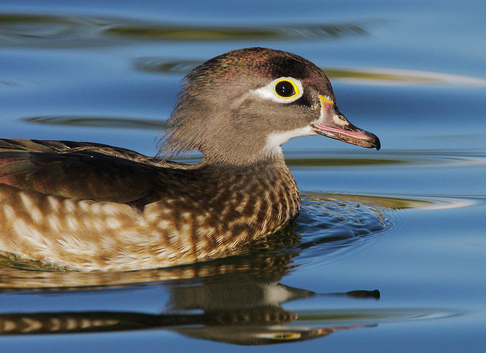 Wood Duck, female, 1/14/08, Santee Lakes, San Diego Co