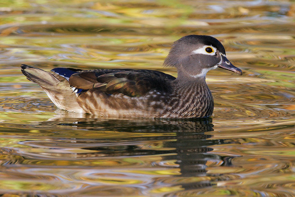 Wood Duck, female, 1/14/08, Santee Lakes, San Diego Co