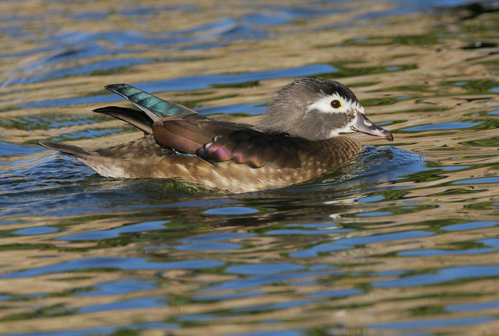 Wood Duck, female, 1/14/08, Santee Lakes, San Diego Co