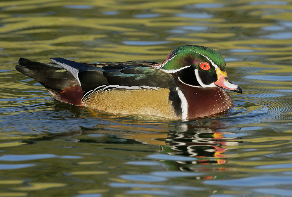 Wood Duck, male, 1/14/08, Santee Lakes, San Diego Co