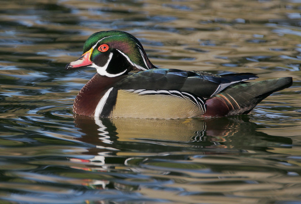 Wood Duck, male, 1/14/08, Santee Lakes, San Diego Co