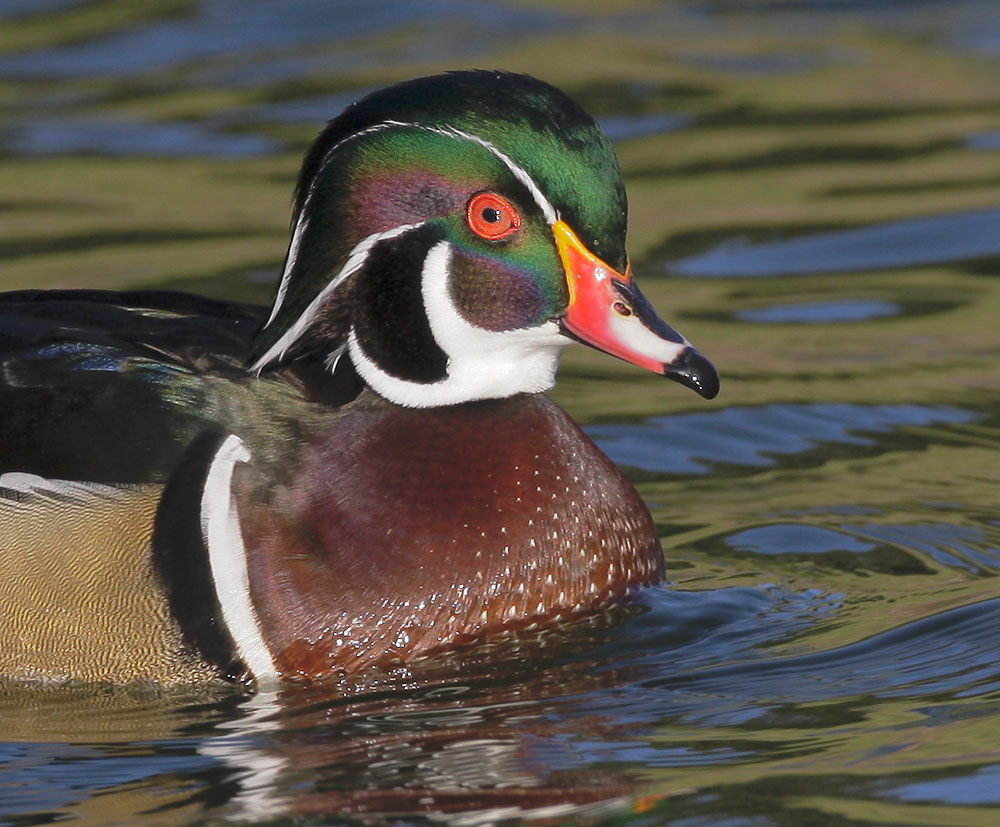 Wood Duck, male, 1/14/08, Santee Lakes, San Diego Co