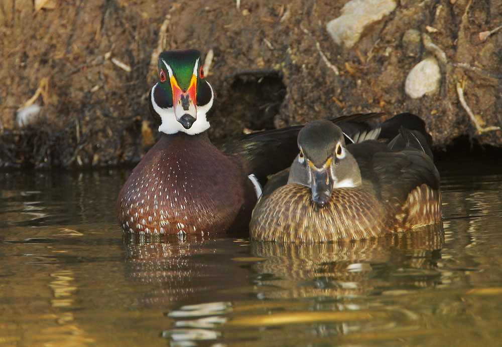Wood Ducks, pair, 1/14/08, Santee Lakes, San Diego Co