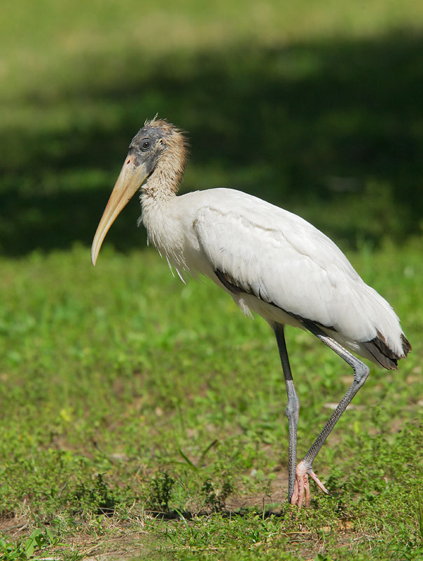 Wood Stork