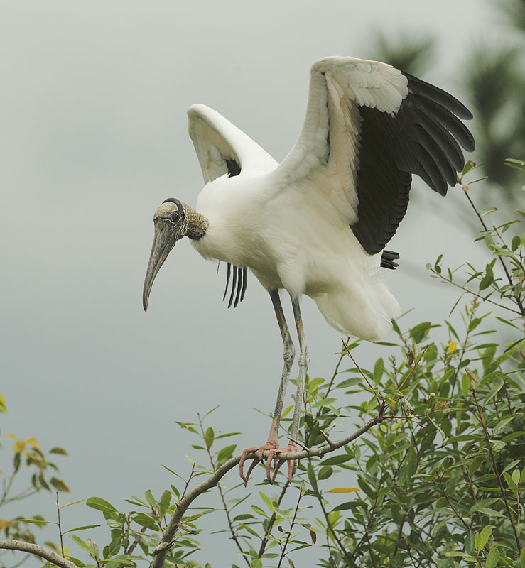 Wood Stork