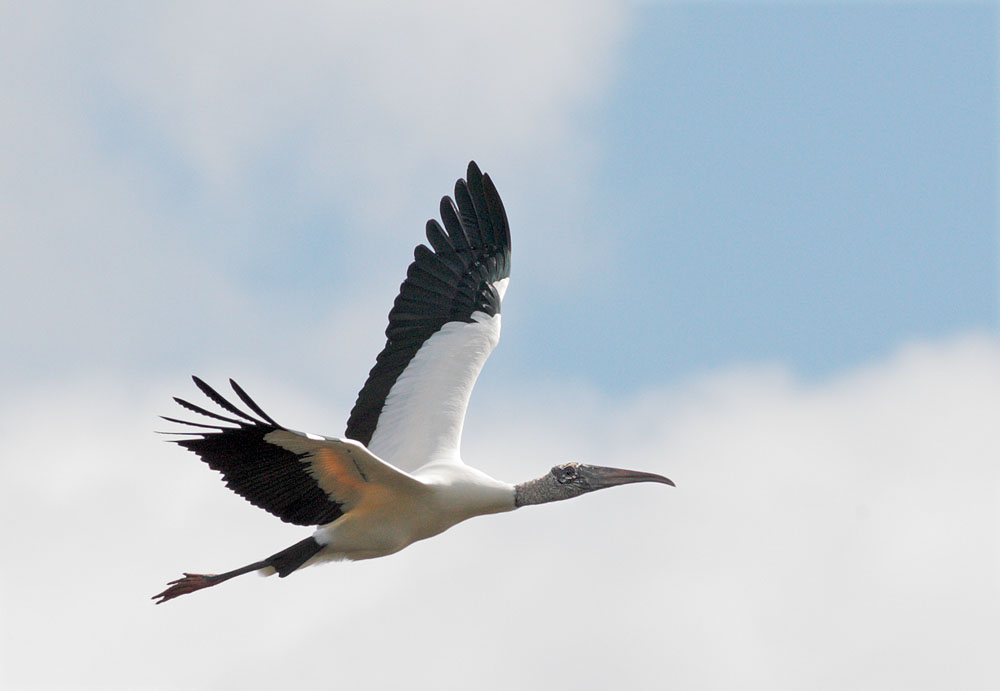 Wood Stork