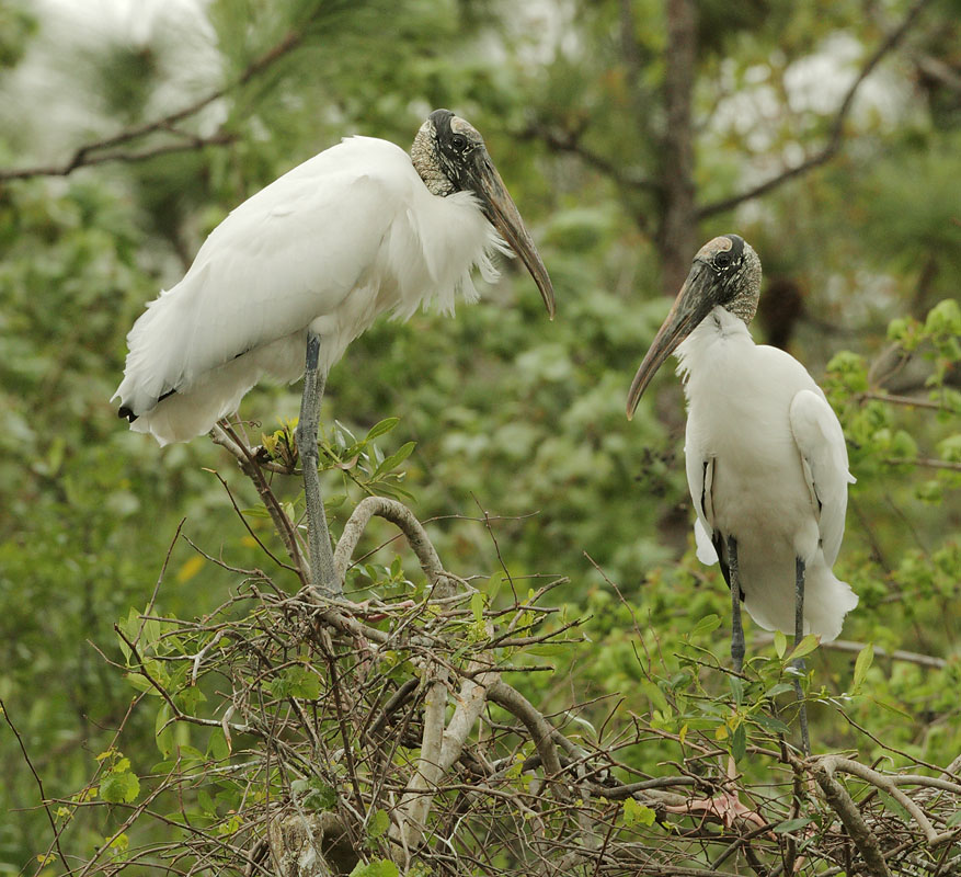 Wood Storks