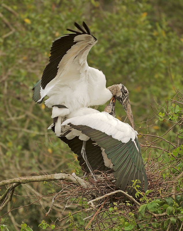 Wood Storks