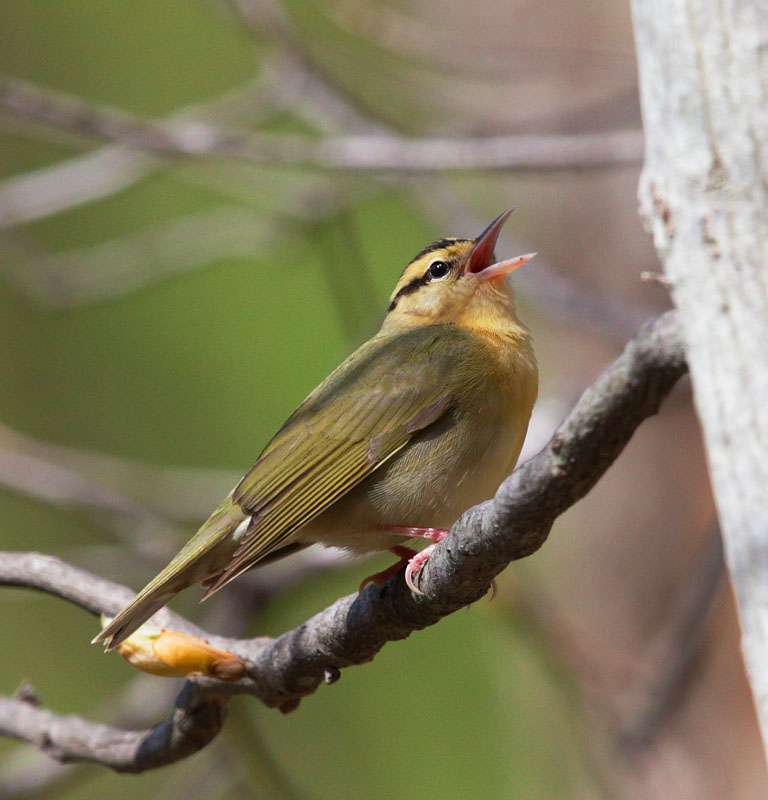 Worm-eating Warbler