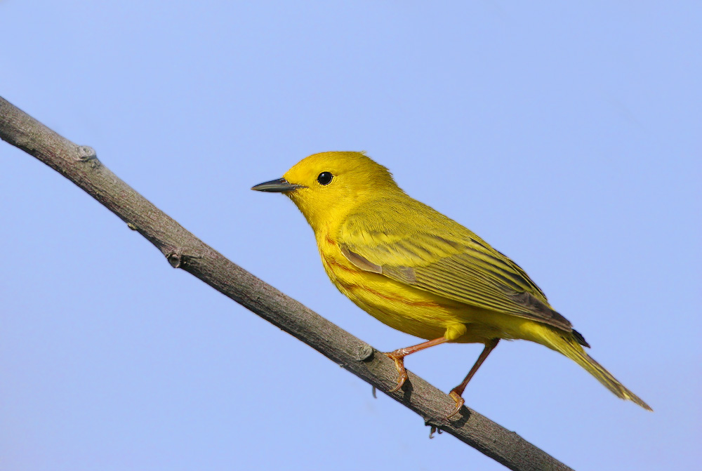 Yellow Warbler