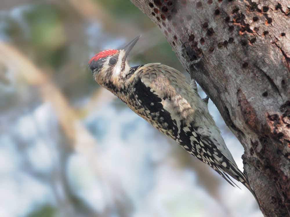 Yellow-bellied Sapsucker