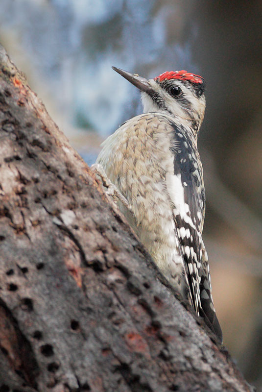 Yellow-bellied Sapsucker