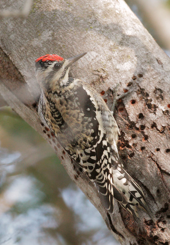 Yellow-bellied Sapsucker
