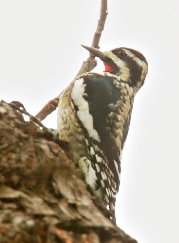 Yellow-bellied Sapsucker