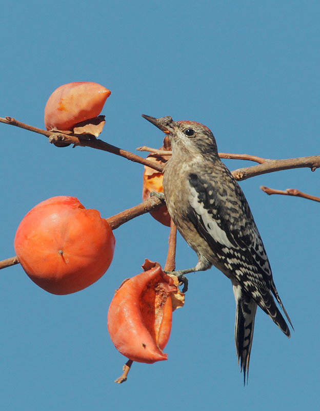 Yellow-bellied Sapsucker