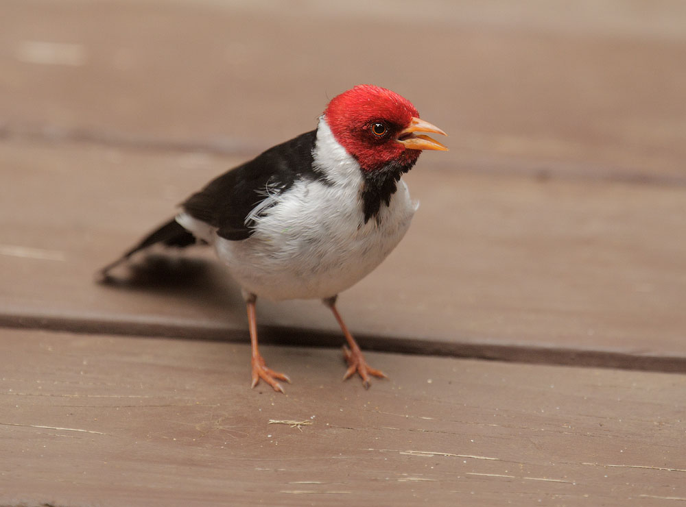 Yellow-billed Cardinal