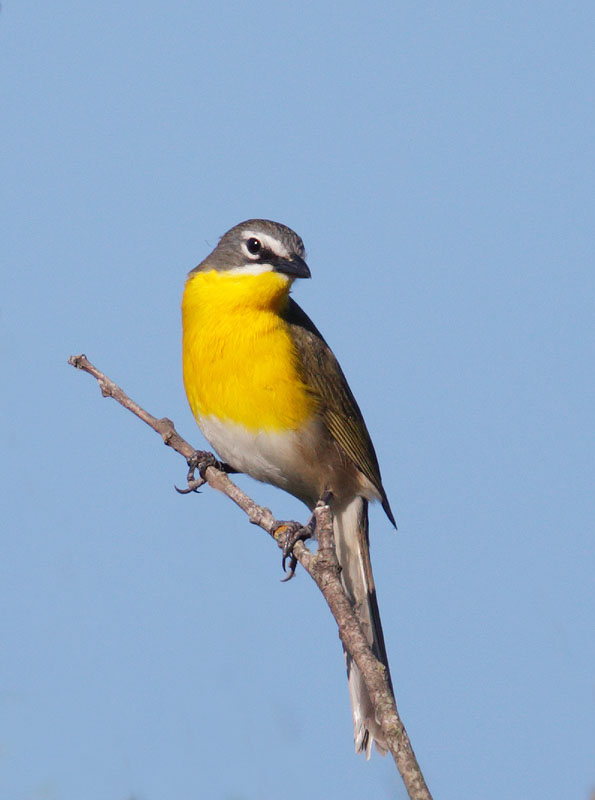 Yellow-breasted Chat