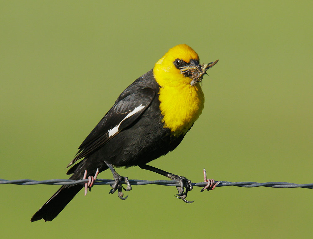 Yellow-headed Blackbird