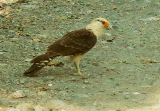 Yellow-headed Caracara