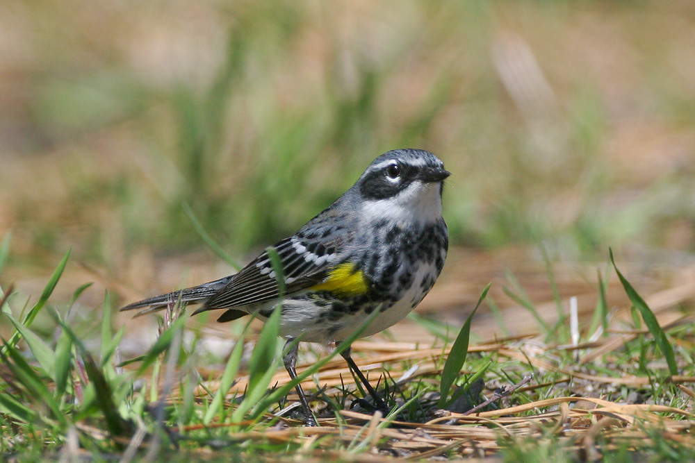 Yellow-rumped Warbler