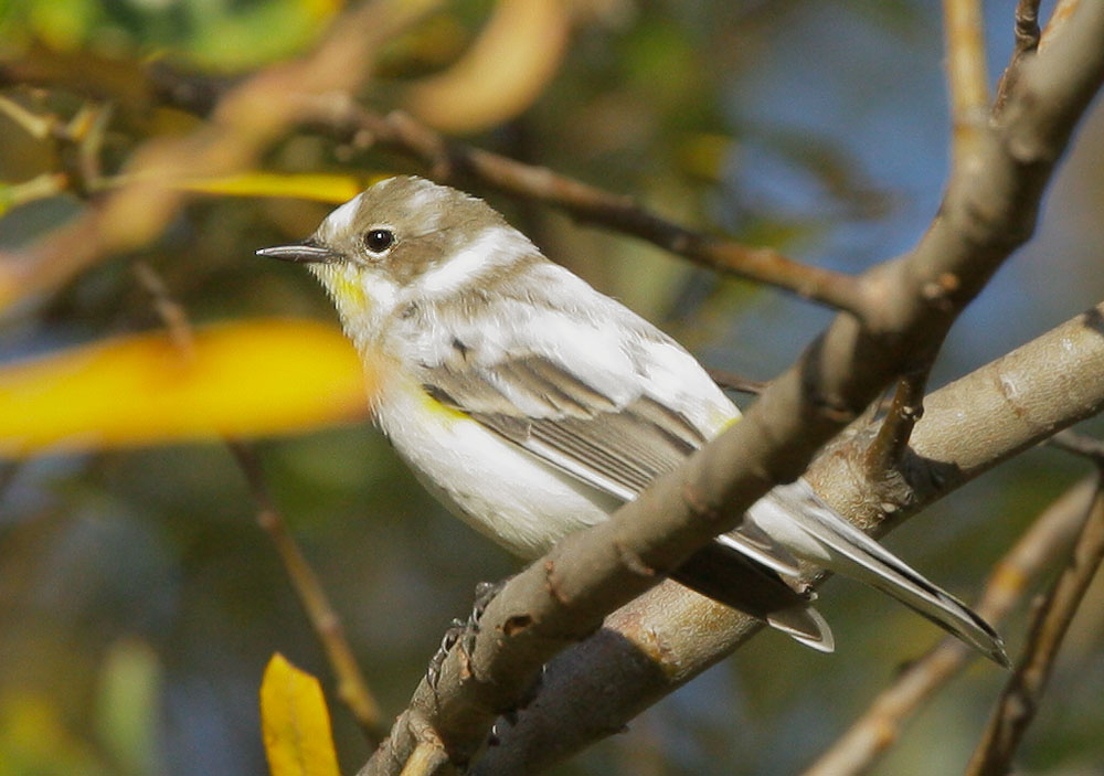 Yellow-rumped Warbler, leucistic