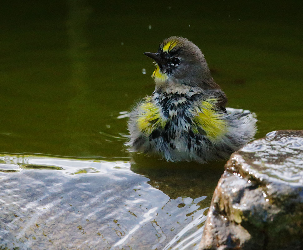 Yellow-rumped Warbler