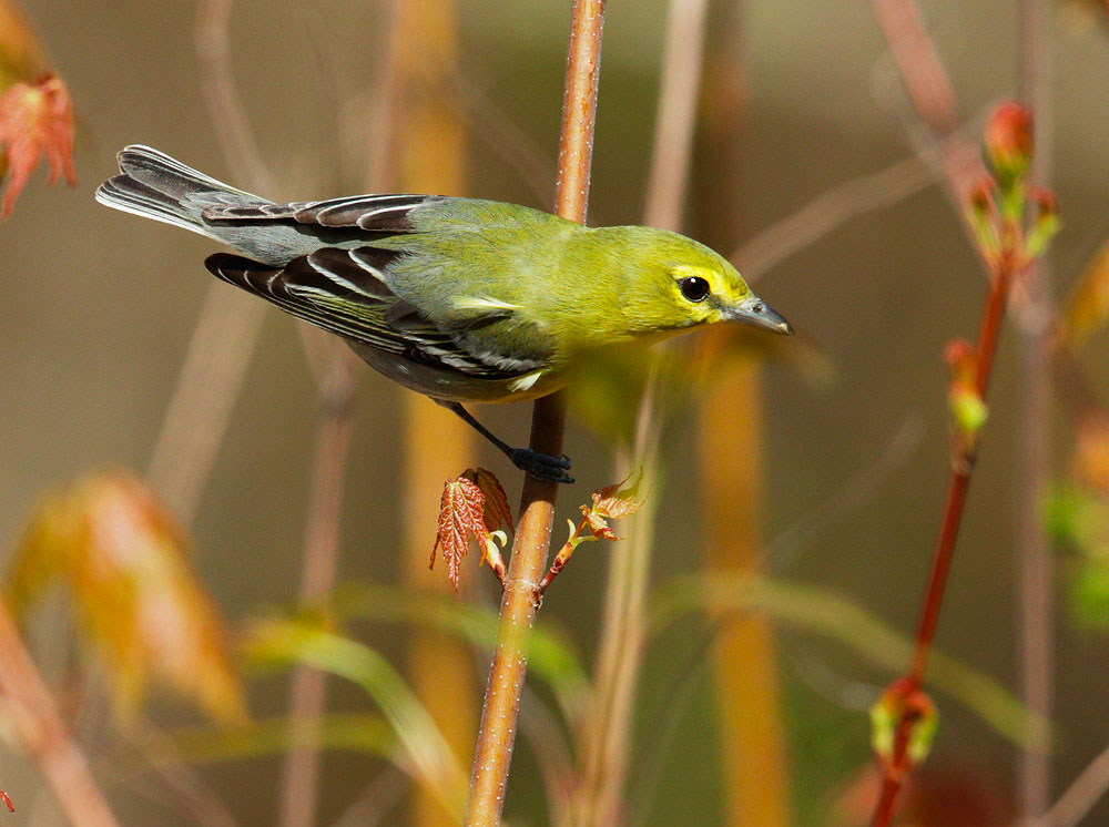 Yellow-throated Vireo