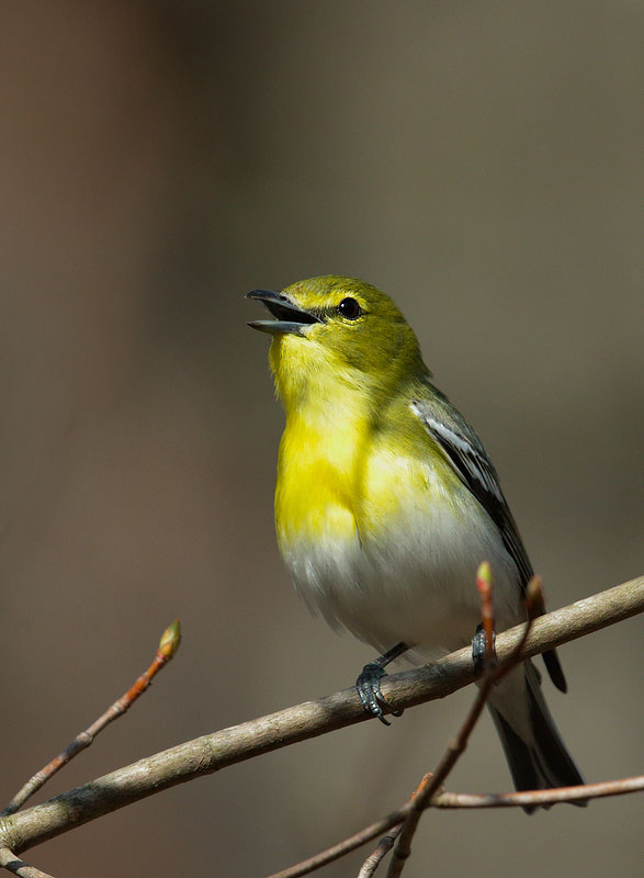 Yellow-throated Vireo