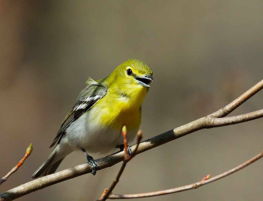 Yellow-throated Vireo
