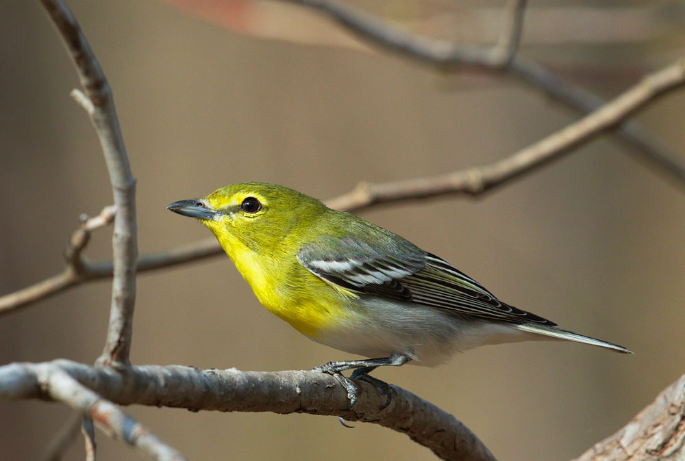 Yellow-throated Vireo